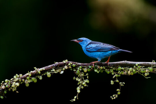 The blue dacnis or turquoise honeycreeper (Dacnis cayana) is a small passerine bird. This male was sitting on a branch in the rainforest with a dark background and copy space.