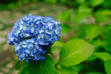 東京の赤坂9丁目で見える青いアジサイ