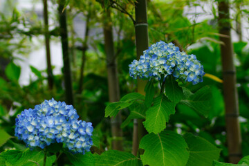 東京の赤坂9丁目で見える青いアジサイ