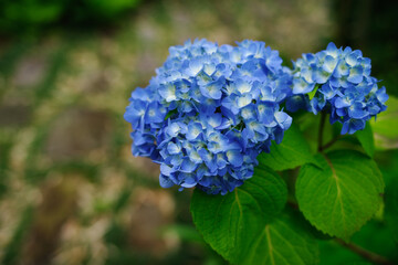 東京の赤坂9丁目で見える青いアジサイ
