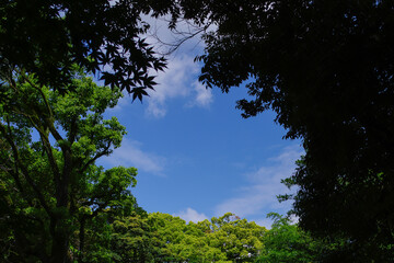 Obraz premium 東京の赤坂6丁目での青空と樹木