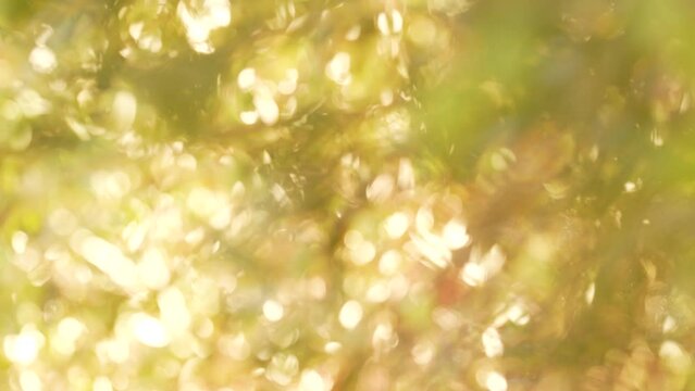 Closeup view 4k stock video footage of blurred green branches of oilve trees isolated on sunny blue sky background with magic sparkling sunset sunlight through branches and leaves. Holiday background