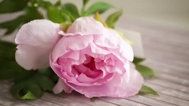 Beautiful large pink peony on a wooden table with congratulations on Mother's Day