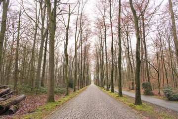 Fototapeta premium Waldweg