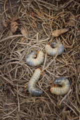 Mountain pine or bark beetle larvae, close up. Parasite destroying trees and furniture.