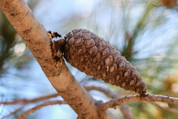 cones on a branch