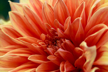 red dahlia flower