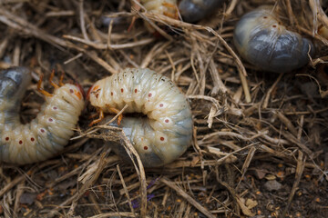 Mountain pine or bark beetle larvae, close up. Parasite destroying trees and furniture.