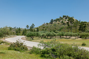 S shaped bend on a winding country road with olive tree field and a hill