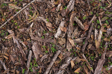 Beautiful top view of natural background, dry leaves, branches and bark texture in autumn forest.