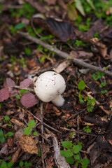 White champignon in autumn forest among dry leaves. Seasonal mushrooms in the woods. Fall nature, healthy organic food concept.