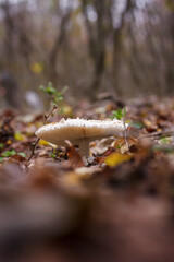White champignon in autumn forest among dry leaves. Seasonal mushrooms hunting, fall nature, healthy organic food concept.