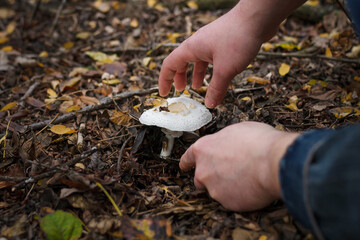 Close up of mushroom-pickers hands with knife cutting fresh champignon mushrooms in the forest on dry autumn leaves background.
