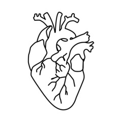 Heart line art illustration. Vector illustration with white background.