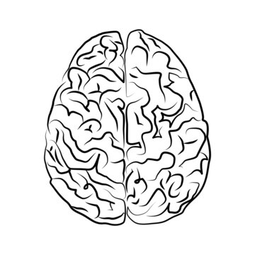 Brain line art illustration. Vector illustration with white background.