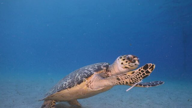 4K 120 fps Super Slow Motion Seascape with Hawksbill Sea Turtle in the coral reef of the Caribbean Sea, Curacao