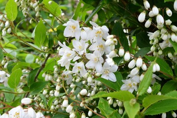 ウツギ（空木）Deutzia crenata