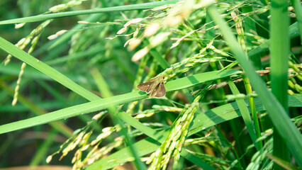 Black dash skipper perched on a leaf of rice