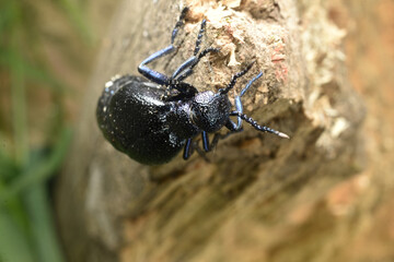 In the photo, the T-shirt beetle, blister, is shot from above from the side of the head.