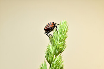 In the picture, the Italian bug Graphosoma lineatum or lined sits on the grass, shot in phases