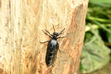 In the photo, the T-shirt beetle, blister, is shot in full growth sitting on a tree trunk.