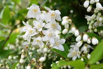 ウツギ（空木）Deutzia crenata