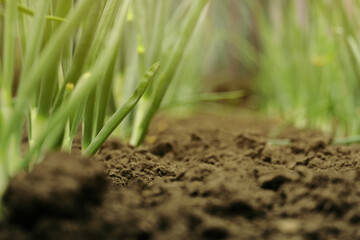 green onion sprouts . young onions growing in the soil