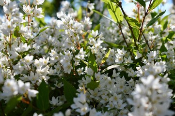 ウツギ（空木）Deutzia crenata