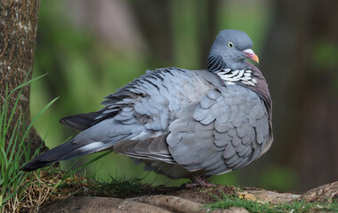 wood pigeon