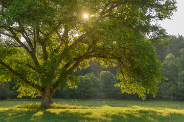Naklejka premium Morning sunlight passing through foliage of large tree.
