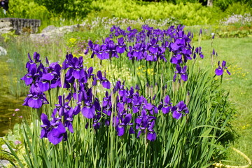 Iris sibirica commonly known as Siberian iris or Siberian flag. Iridaceae family