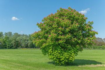 Chestnut tree blossom in a meadow in spring.