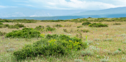 partially blurred landscape with blooming spring mountain steppe, focus on nearby vegetation