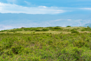 Obraz premium partially blurred landscape with spring mountain shrubland, focus on nearby vegetation