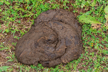 cow dung cake on grass closeup