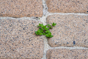 Ivy-leafed speedwell Veronica hederifolia growing out of the pavement break