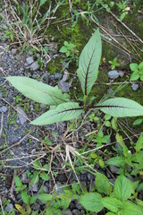 green purple leaf plant in the garden