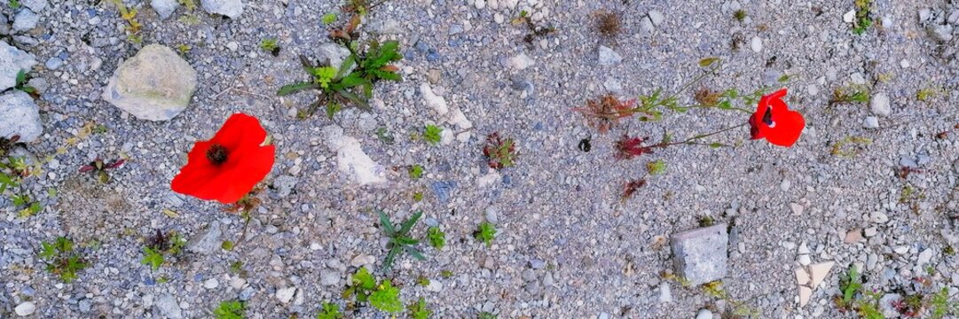 zwei zarte mohnblumen in einem kiesbeet, rote bl&uuml;te