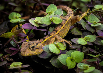 lizard in the foliage