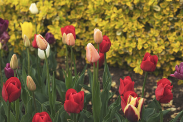 Obraz na płótnie Canvas Flowerbed with fresh tulips in city park.Spring season.