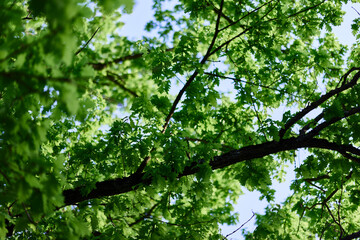 Spring blooms of nature, green young leaves of a tree against a blue sunny sky