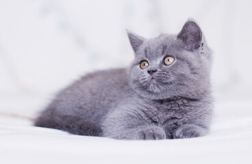 Grey kitten in from of white background