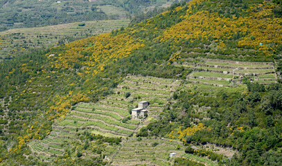 Sloping agricultural land in the Cinque Terre in Liguria - 506229275