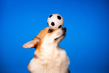 Cute Welsh Corgi Pembroke dog holding a soccer ball on his head against a blue background. The dog shows the trick. Training. Billboard.