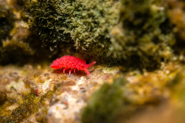 Springtail in it's natural habitat