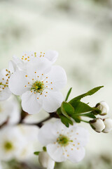 Naklejka na ściany i meble fruit tree blossom in springtime. tender white flowers bathing in sunlight. warm april weather. Blooming tree in spring, internet springtime banner. floral background.