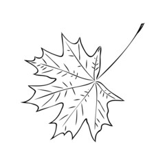 fall leaf clipart, black and white leaf drawing, vector clipart