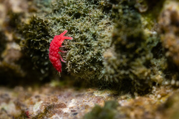Springtail in it's natural habitat