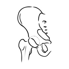 Hip Bone line icon vector illustration logo design.