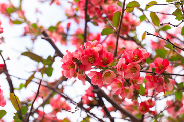 Macro of bright red spring flowering Japanese quince or Chaenomeles japonica on the blurred garden background.